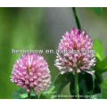 Factory Supply Red Clover Extract